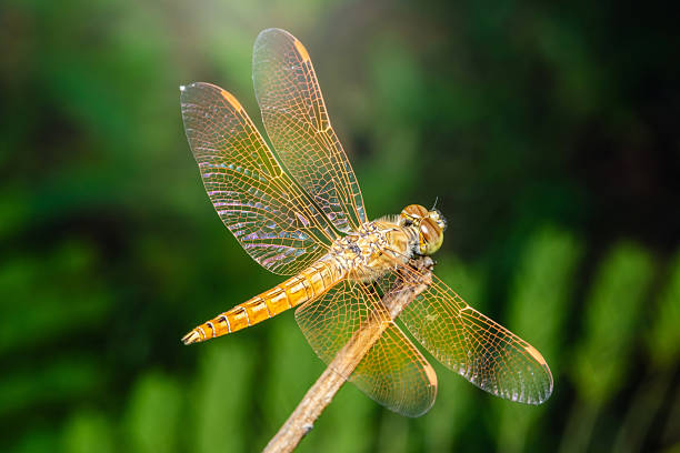 istock Golden dragonfly resting on a branch with spread wings 2223903152
