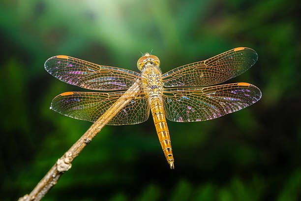 istock Golden dragonfly resting on a branch with open wings 2223903160