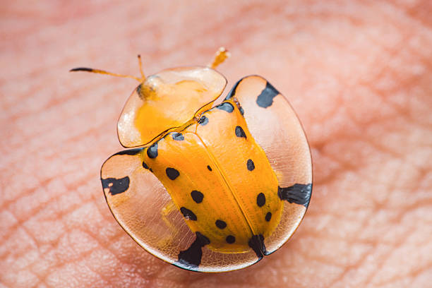 Ladybug on a woman's hand