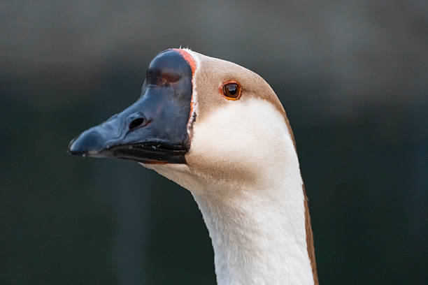 istock Close-Up of a Goose Head 2223903336
