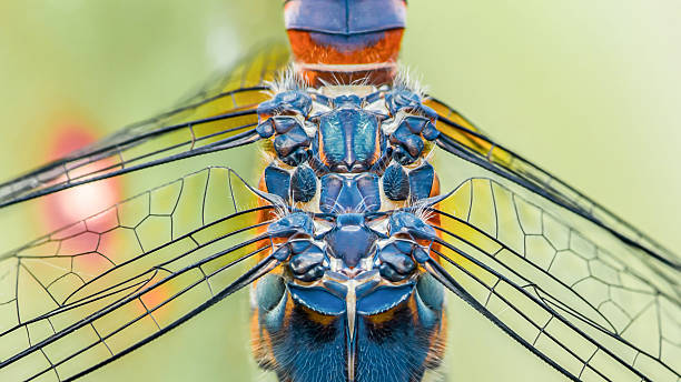 istock Dragonfly showing compound eyes and transparent wings in extreme close-up 2223903441