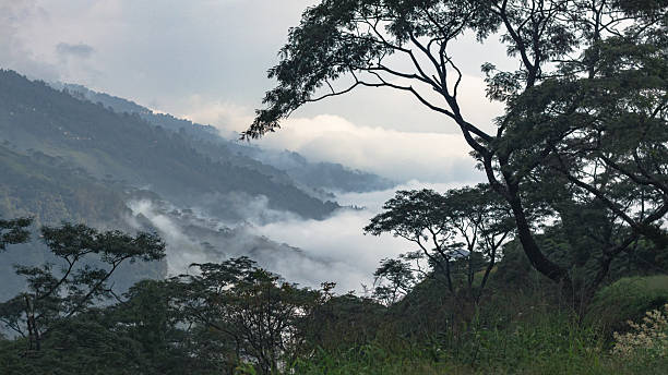istock Misty mountain valley with dramatic tree silhouettes and rolling clouds under a serene, overcast sky. 2223903989
