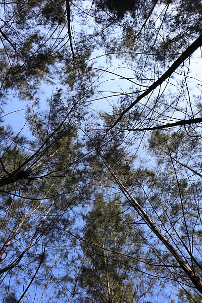 istock photo from under a pine tree with the sky in the background 2223904397