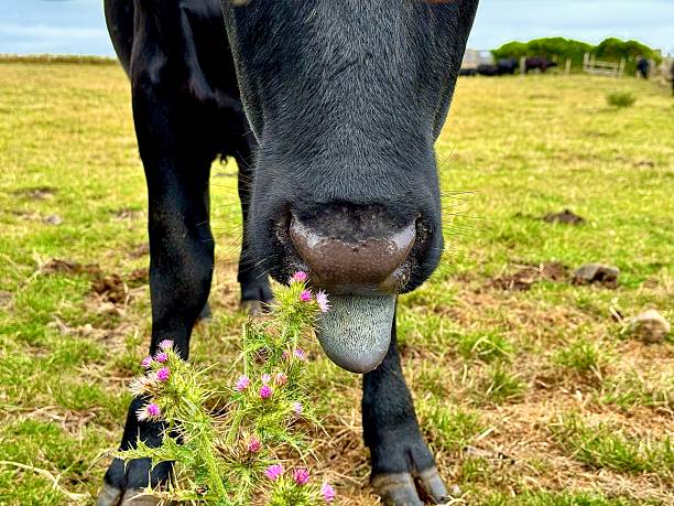 A cow’s tongue as he is eating green foliage