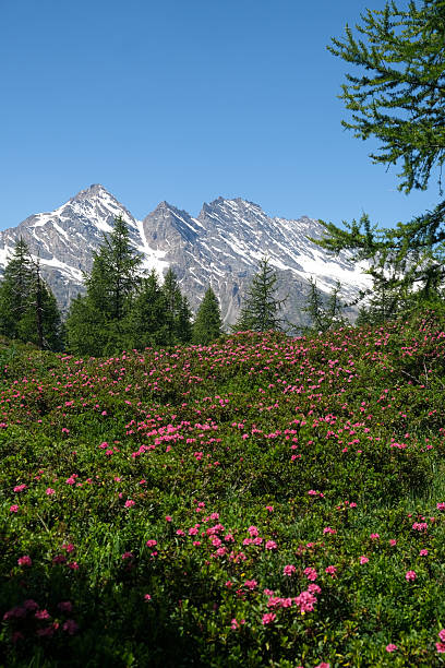 istock Alpine peaks with Rhododendron 2223906101