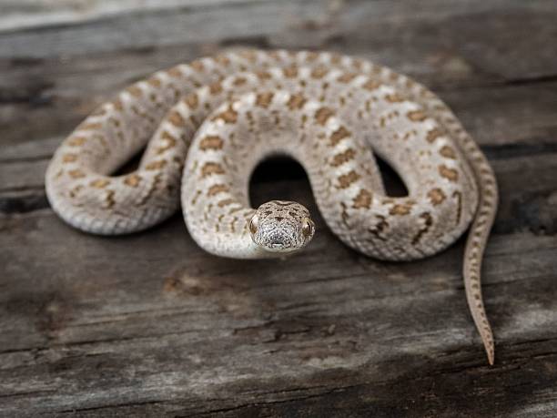 istock Close-up of a patterned snake on a wooden surface. 2223908188