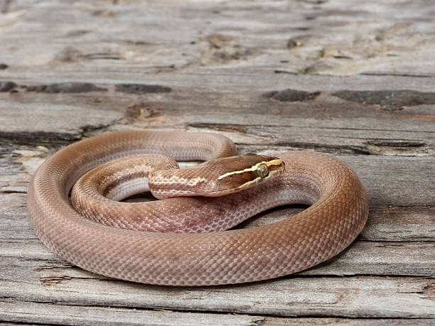 istock Coiled brown snake on wooden surface. 2223908224