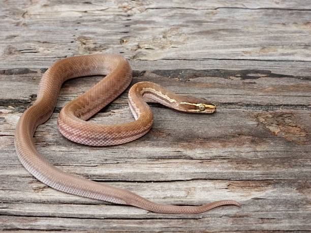 istock Brown Snake on Textured Wood 2223908239