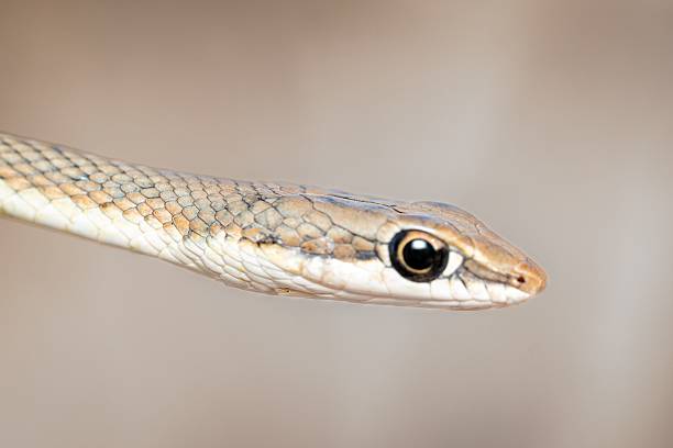 istock Close-up of a snake's head. 2223908290