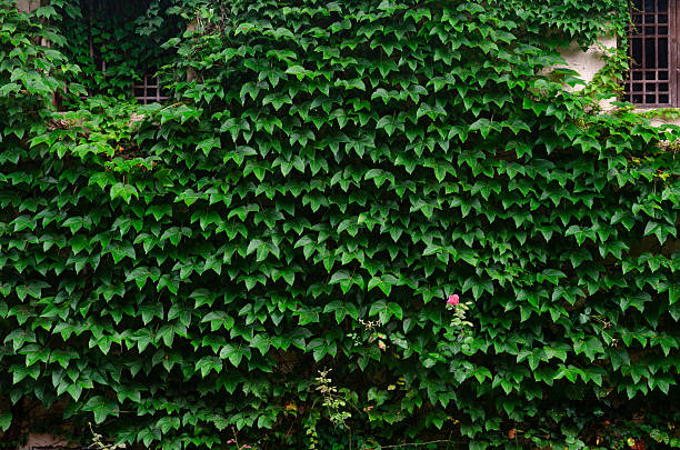 Climbing ivy plants on the wall