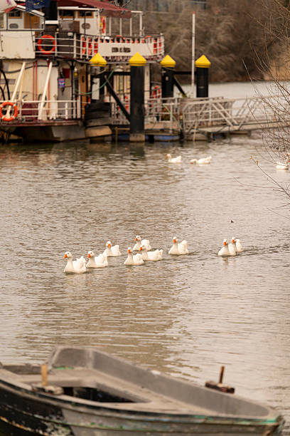 istock White geese swimming in formation on the river 2223909032