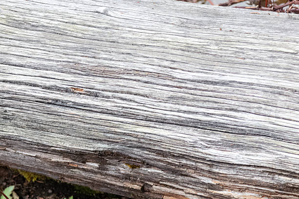 Detailed image focusing on the intricate textures of aged tree bark adorned with moss, showcasing the beauty of natural patterns and organic details.