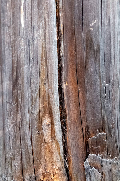 istock Detailed image focusing on the intricate textures of aged tree bark adorned with moss, showcasing the beauty of natural patterns and organic details. 2223909302