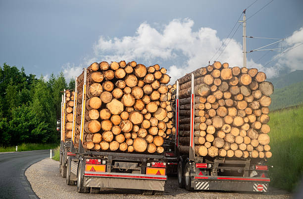 istock Loaded logging trucks transporting timber on rural road 2223909356
