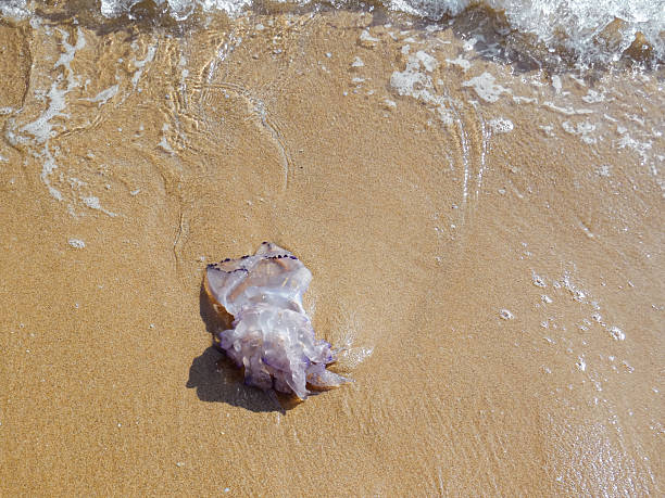A jellyfish has been returned by the sea after losing its life. Climate change has surely had something to do with it. The rest of the wave appears at the top, leaving the jellyfish deposited on the fine sand of the beach. Strong morning light in Piles, Valencia (Valencian Community-Spain)