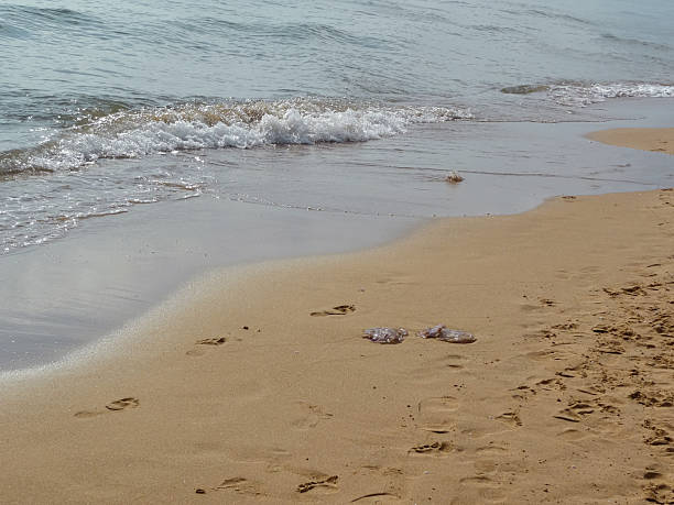 Jellyfish, be careful not to step on them while walking near them. In the foreground, we see two lifeless jellyfish, but if we move closer, we see that the waves have deposited another one on the sand. It seems that inside we can find more of these animals that are dangerous since they can cause us a lot of pain just by brushing against them. Piles (Valencia, Spain)