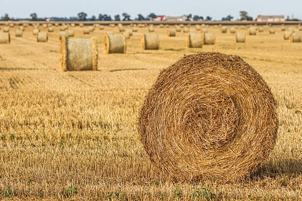 istock Expansive golden field filled with numerous round straw bales under a bright sky, symbolizing harvest, agriculture, and rural life. 2223914663