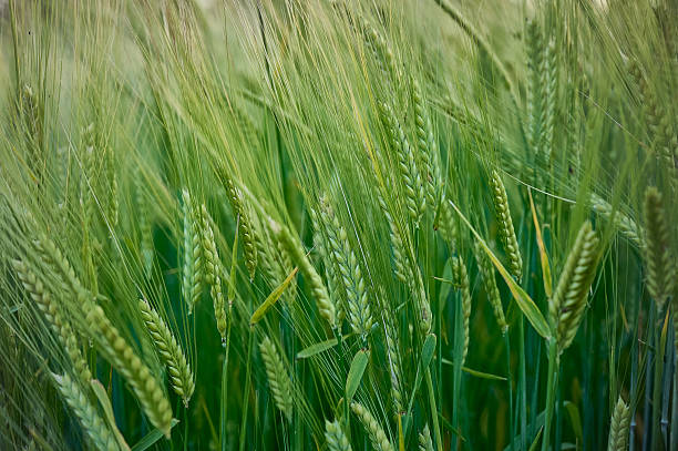 istock Spikelets of green barley in a field. 2223915531