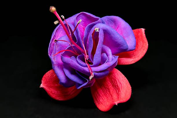 Macro shot of a flowering Red Zinnia