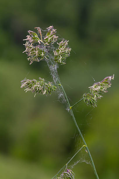 istock Orchard grass stands tall with dense flower clusters illuminated by soft natural light in a lush green landscape 2223917890