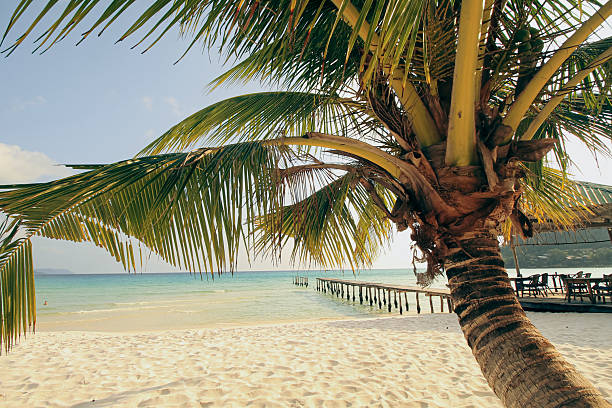 istock A tropical beach scene with a coconut tree and a pier extending into the clear ocean 2223917987