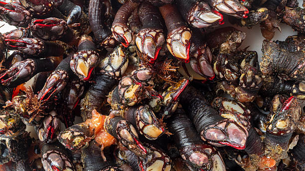 istock Fresh edible barnacle for seafood lovers 2223919968