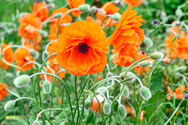 No people. Oriental Poppy (Papaver orientale)
