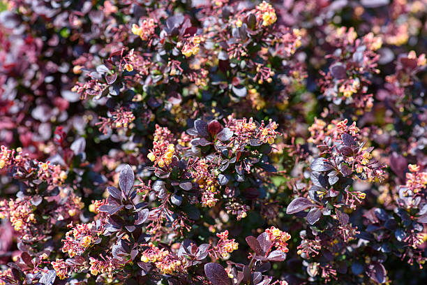istock Japanese Barberry Plant Garden Springtime 2223920161