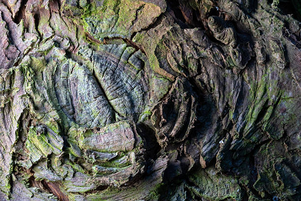 Highly detailed close-up of textured tree bark, featuring a natural formation that resembles a closed human eye. The rich surface structure and varied tonesfrom earthy browns to subtle Reds and greensreveal the natural patina shaped by time and weather. This image evokes symbolism, stillness, and natural artistry, making it ideal for themes like organic textures, mindfulness, and conceptual nature photography.