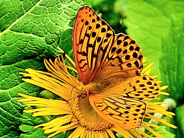 istock yellow flower and butterfly 2223921600