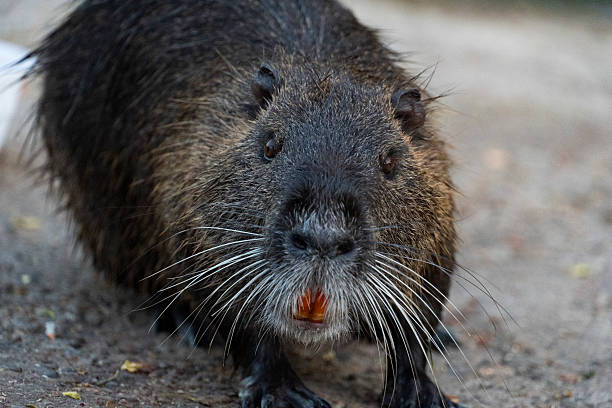 istock Nutria Close-Up in Wetland Habitat 2223922682