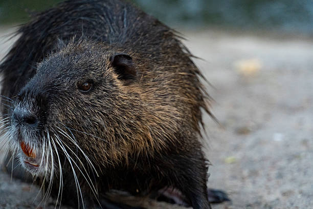 istock Close-Up of a Nutria 2223922749