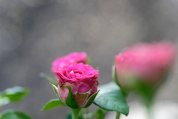 pink roses in garden (Gold bokeh background)