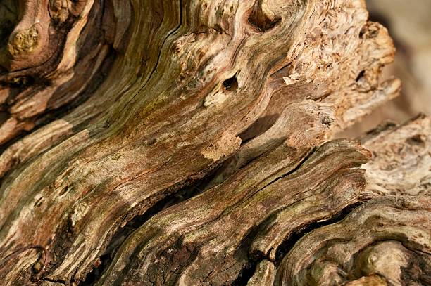 istock Cut of an old tree. Photo background, Tree close-up 2223923093