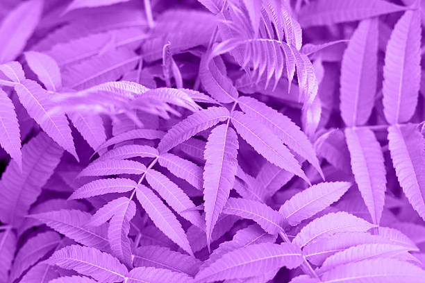 Leafy background. Vibrant purple leaves form dense and lush background, showcasing intricate patterns and textures, creating visually striking scene that evokes sense of nature and tranquility