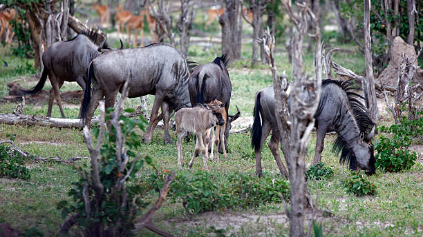 istock Blue wildebeest in the Okavango delta 2223926196