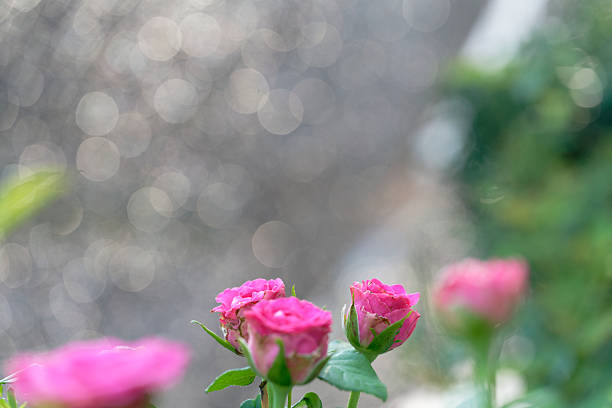 pink roses in garden (Gold bokeh background)