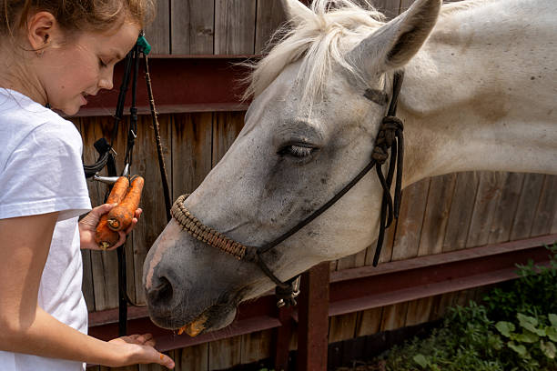 Teenage girl feeding her mare carrots. Pet care. Farming