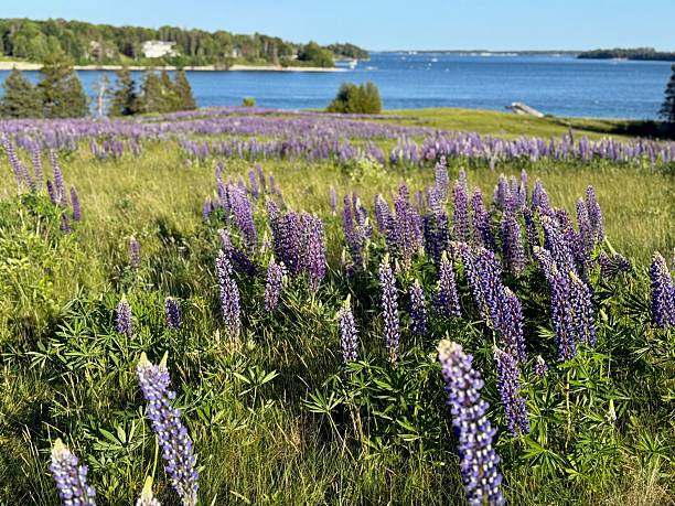 istock Lupine Flowers 2223927338