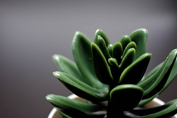 istock Green artificial potted plant 01 2223927509