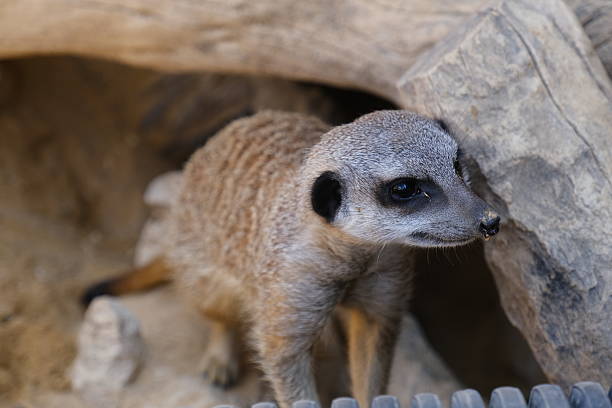 A charming meerkat alertly displays its curiosity and alertness.