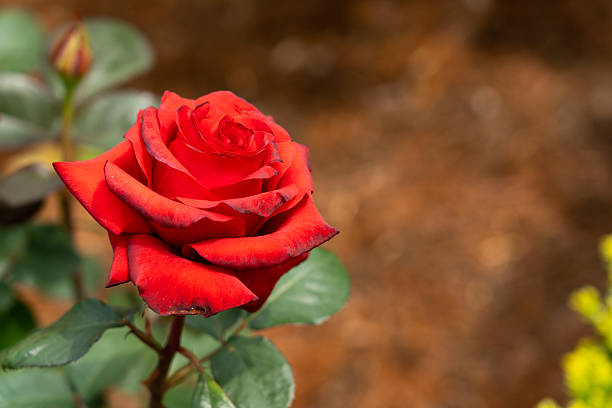 Bloom red rose with green leave in the garden