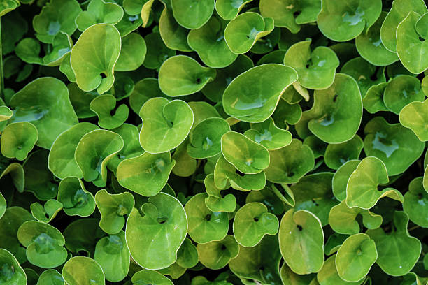 Close-up view of Dichondra repens leaves forming a dense ground cover. The heart-shaped green foliage is dotted with small pools of water, possibly from recent rainfall. The image highlights the texture and natural symmetry of this popular low-growing plant, often used in lawns and ornamental gardening.