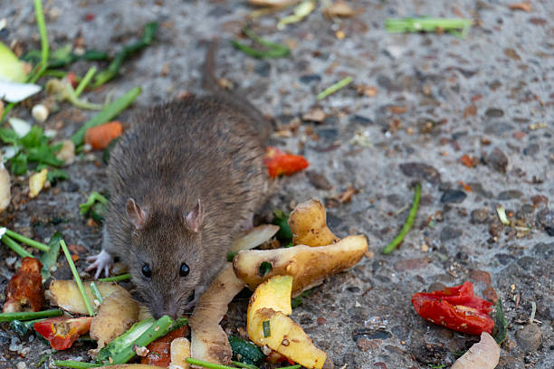 istock Urban Rat Foraging for Scraps 2223929149