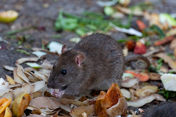 istock Urban Rat Scavenging Food Scraps 2223929150