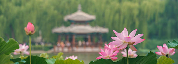 istock Lotus in Classical Chinese Garden 2223929302