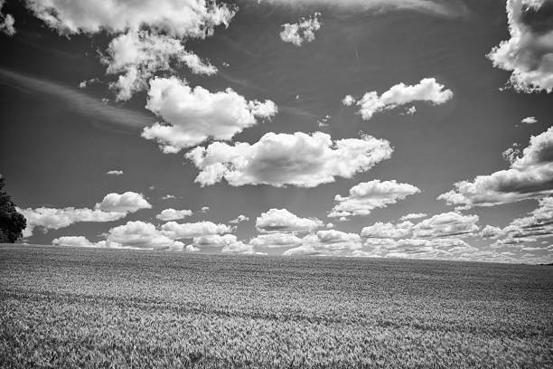 istock Buckinghamshire Farmland In Infrared 2223932423