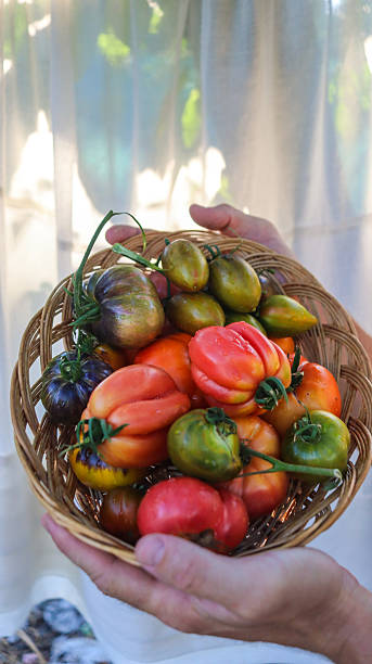 istock organic tomatoes varietal grown in the garden 2223934732