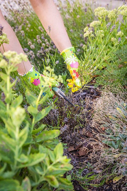 istock Woman hands prune lavender in a garden 2223935785