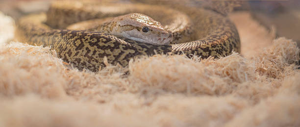 istock Snakes that are born and live naturally and are kept as pets 2223936059
